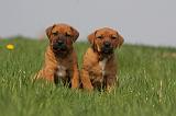 TOSA INU 392